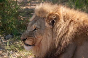 Löwen auf der Aloe Grove Farm in Namibia