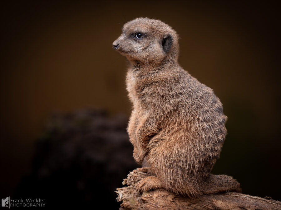 Erdmännchen (Suricata suricatta)