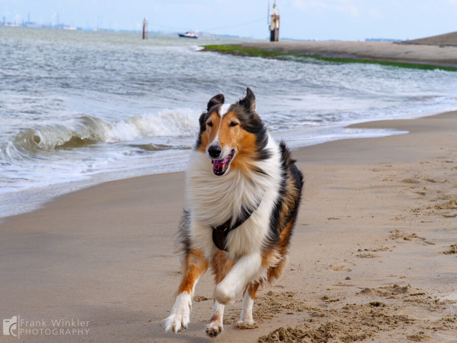 Ayla (Collie) am Strand von Breskens (Niederlande)