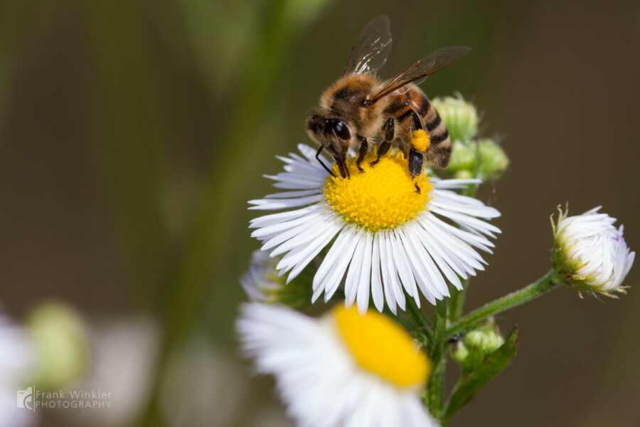 Bienenmakros