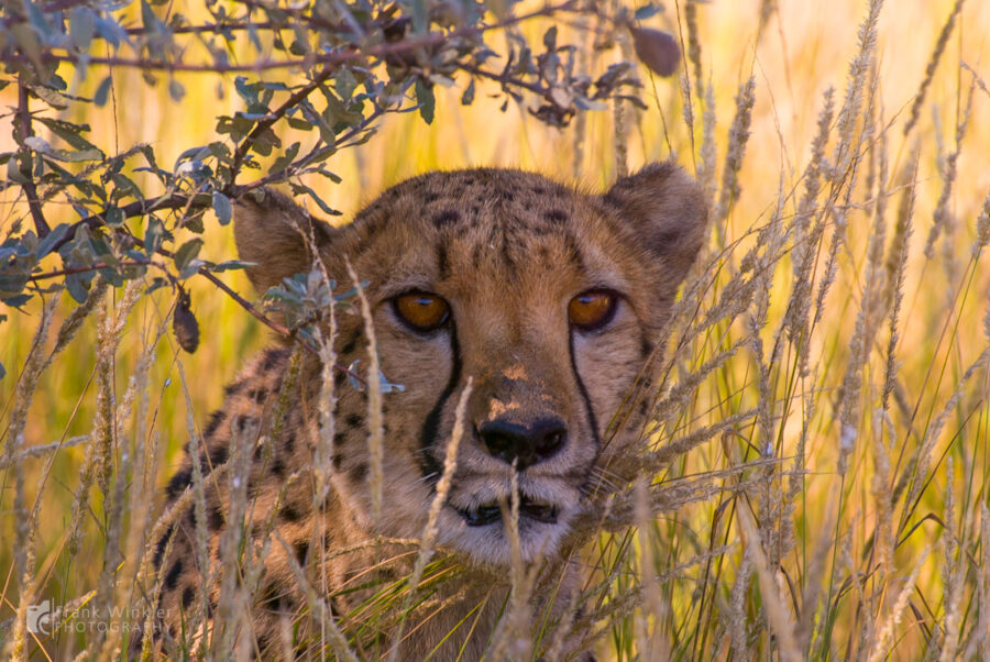 Geparden auf der Düsternbrook Farm in Namibia