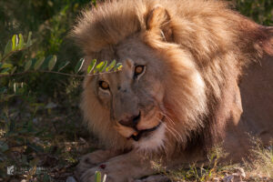 Löwen auf der Aloe Grove Farm in Namibia