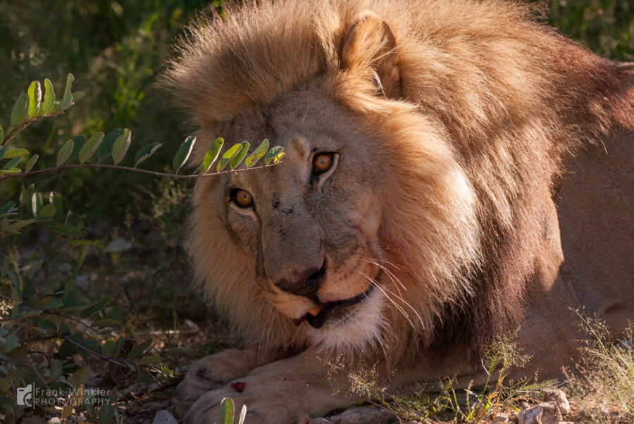 Löwen auf der Aloe Grove Farm in Namibia