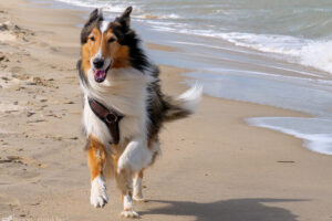 Ayla (Collie) am Strand von Breskens (Niederlande)