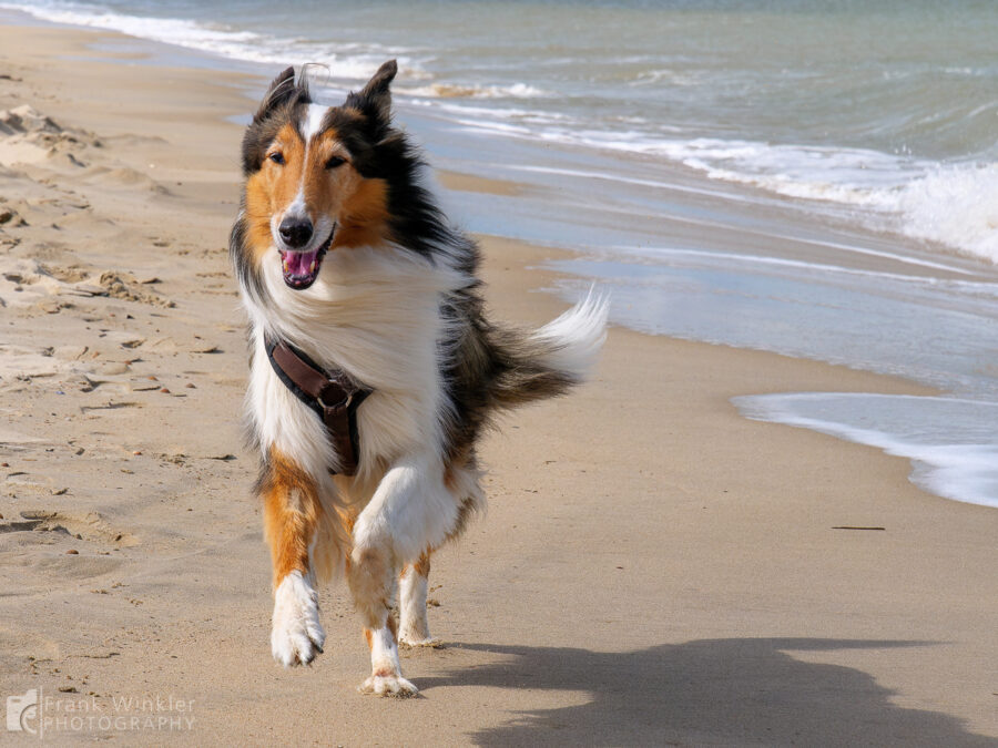 Ayla (Collie) am Strand von Breskens (Niederlande)
