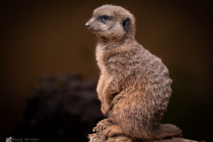 Erdmännchen (Suricata suricatta)
