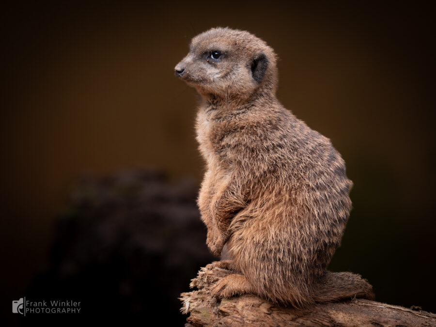 Erdmännchen (Suricata suricatta)