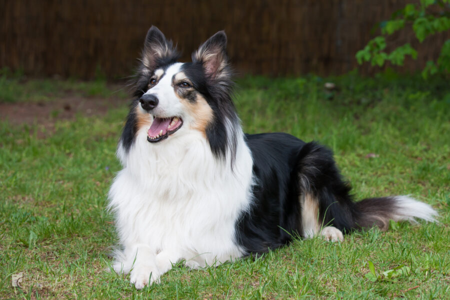 Collietreffen in Franken