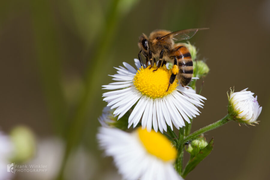 Bienenmakros