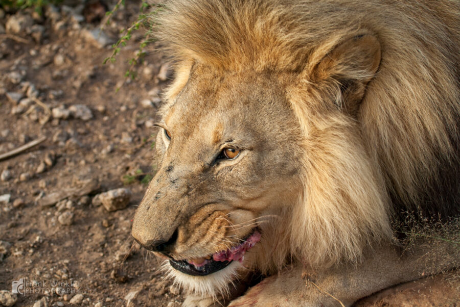 Löwen auf der Aloe Grove Farm in Namibia
