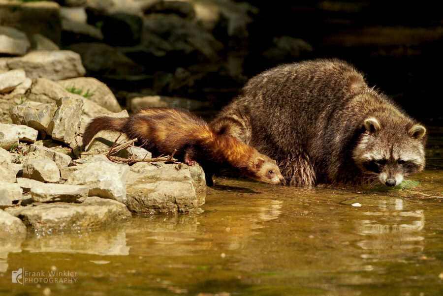 Wildpark Bad Mergentheim