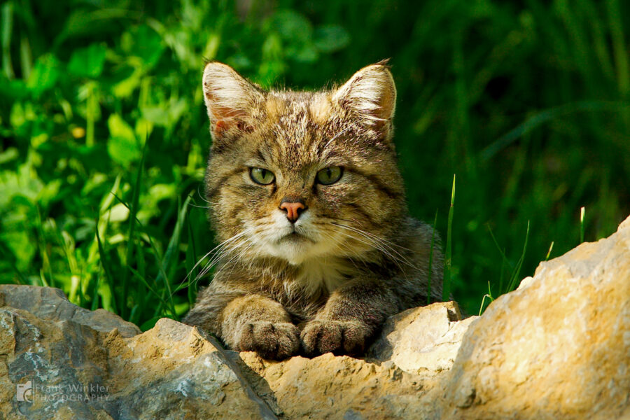 Wildpark Bad Mergentheim