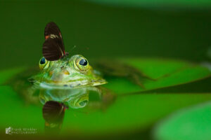 Frosch im Gartenteich