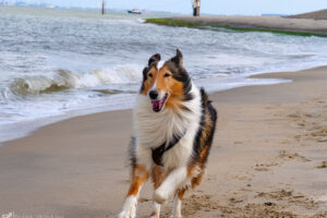 Ayla (Collie) am Strand von Breskens (Niederlande)