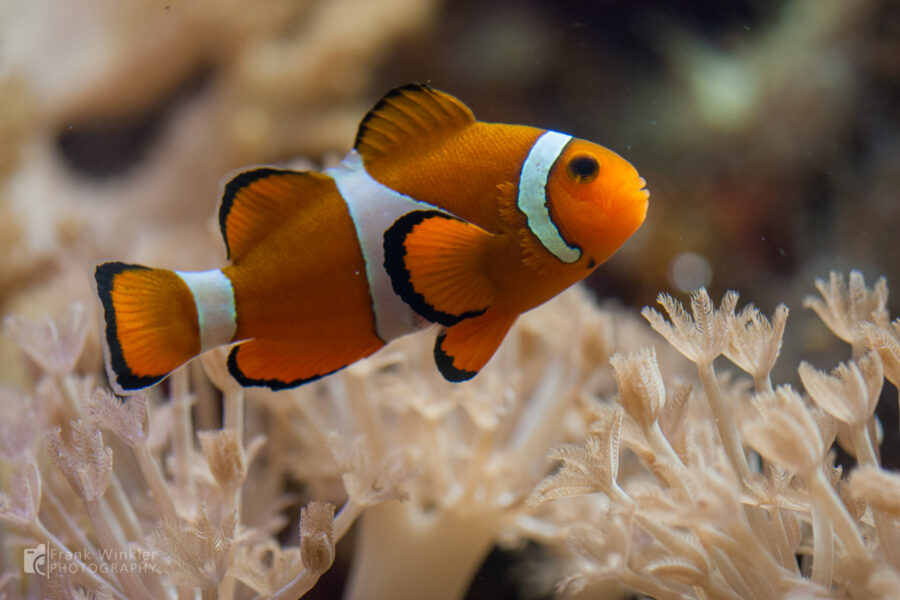 Donauaquarium Ulm