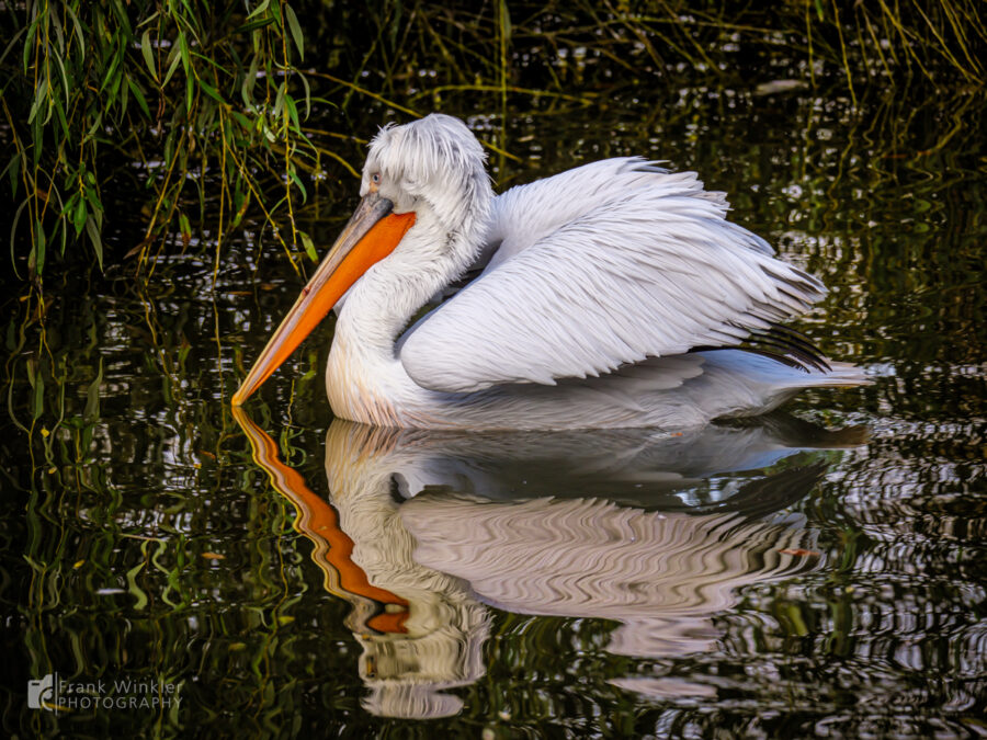 Krauskopfpelikane im Zoo Augsburg
