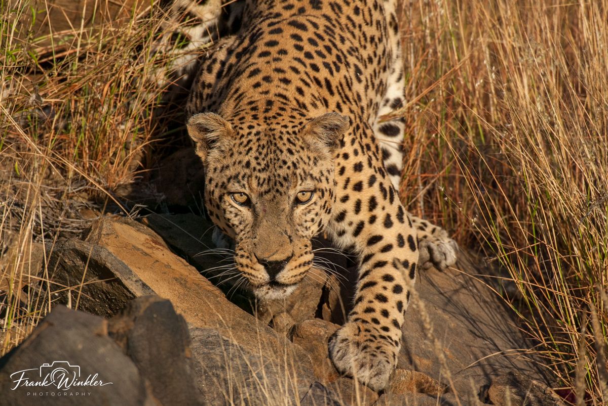 Die Düsternbrook Farm in Namibia führt Klassische Game Drives (Wildbeobachtungsfahrten) am späten Nachmittag (oder auch auf Anfrage morgens ) statt, wenn die afrikanische Sonne milder wird und die Landschaft in warmem Licht erstrahlt. Zu dieser Tageszeit verlassen viele Tiere ihre Ruheplätze, um nach Nahrung und Wasser zu suchen – ideale Voraussetzungen für Wildbeobachtungen.