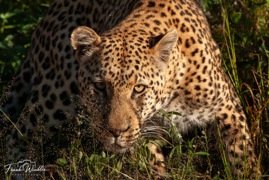 Leopardenpärchen auf der Aloe Grove Farm in Namibia