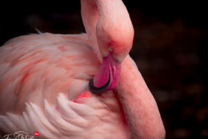 Flamingos im Augsburger Zoo