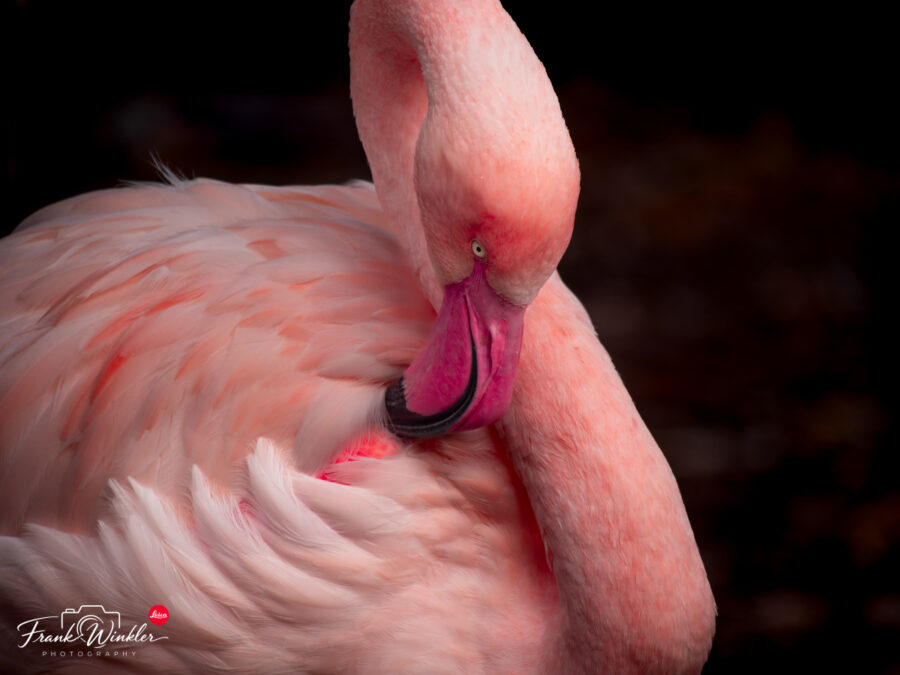Flamingos im Augsburger Zoo