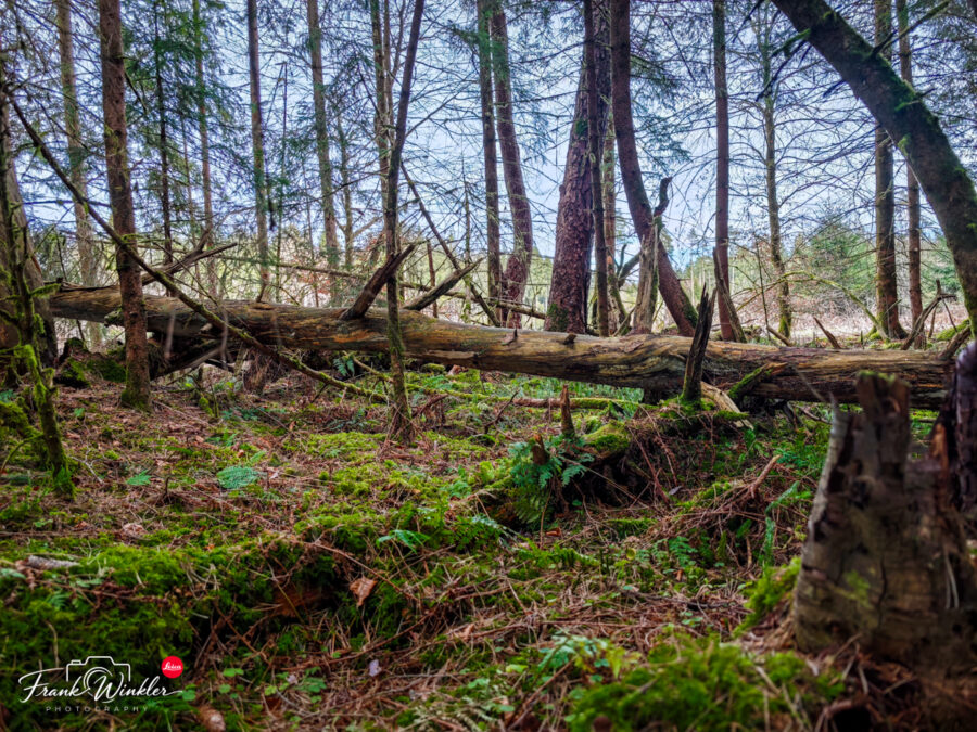 Bannwald bei Steinhausen (Bad Schussenried)