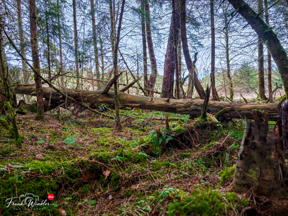 Bannwälder sind laut § 32 des Baden-Württembergischen Landeswaldgesetz 